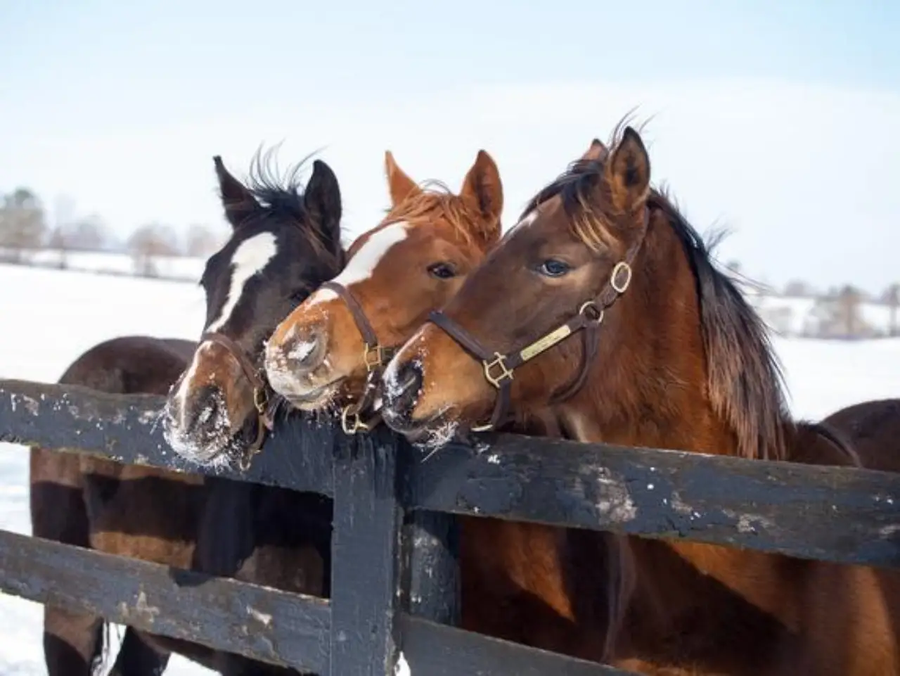 Three horses standing together in a snowy landscape